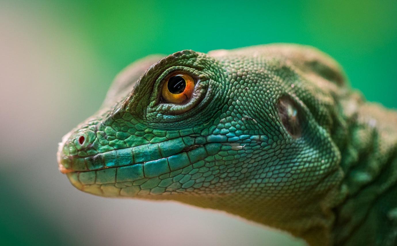 Choosing a pet reptile