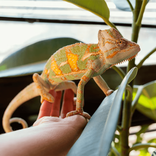 Chameleon